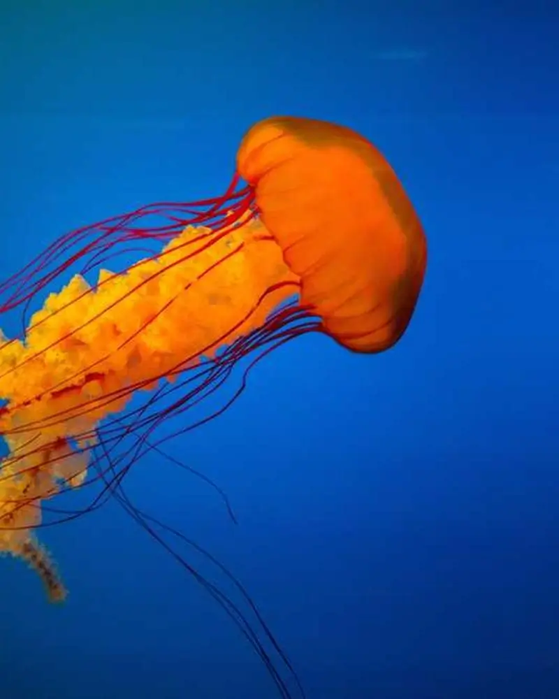 A traveler's hands holding a vintage camera, ready to capture a moment