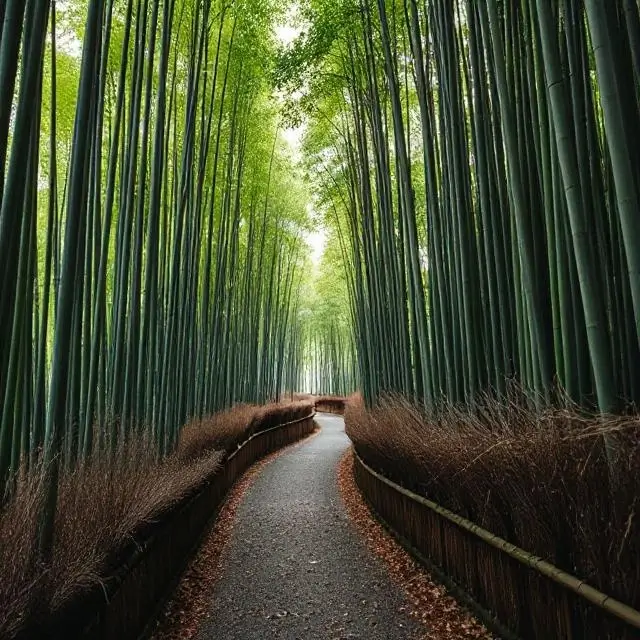 Serene bamboo forest in Arashiyama