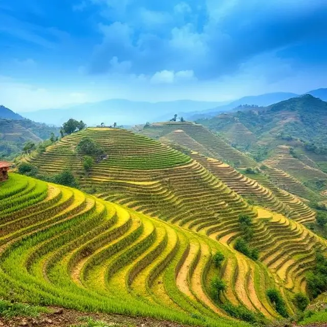 Terraced rice fields in Vietnam